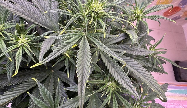 Cannabis Friendly Rental 141